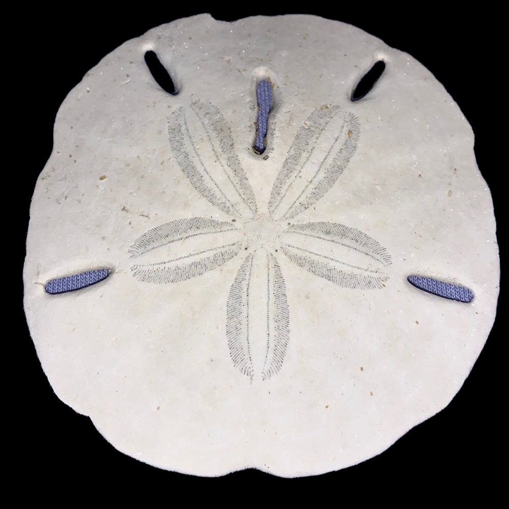 SALE!! Sea cookie or sand dollar #4